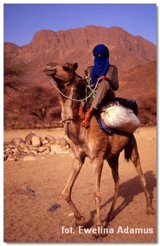 camel ride in Timia