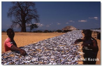 drying sardines