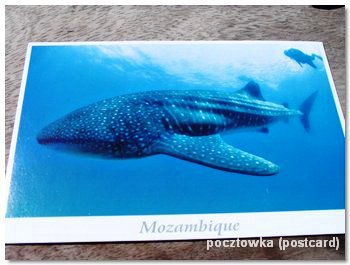 zdjęcie pocztówki z rekinem wielorybim