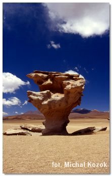 Altiplano, kamienne drzewo