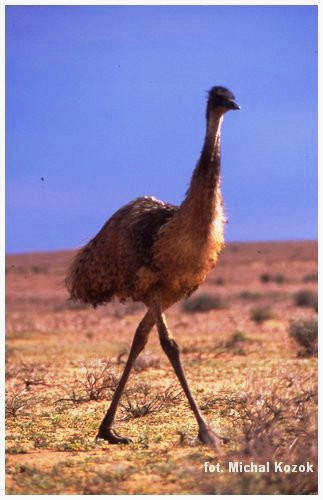 Australia Południowa
