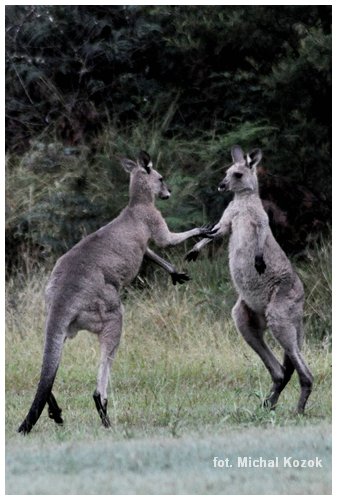 Wollemi NP