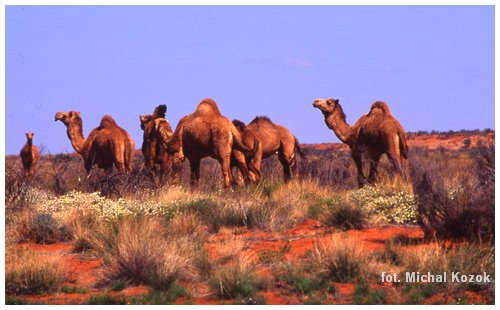 Australia Zachodnia Canning Stock Route