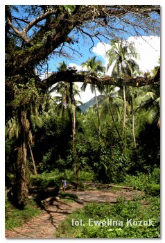 path through the jungle