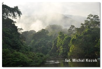 dżungla w parku Gunung Mulu