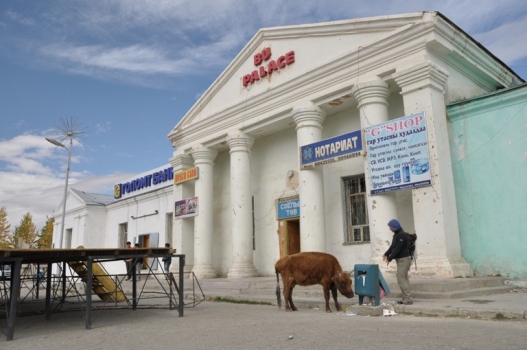 krowa przed bankiem